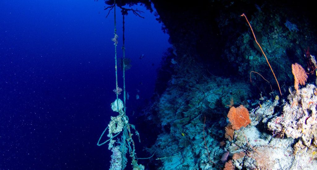 A piece of fishing rope hanging from coral in the deep ocean