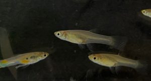 Trinidadian guppies