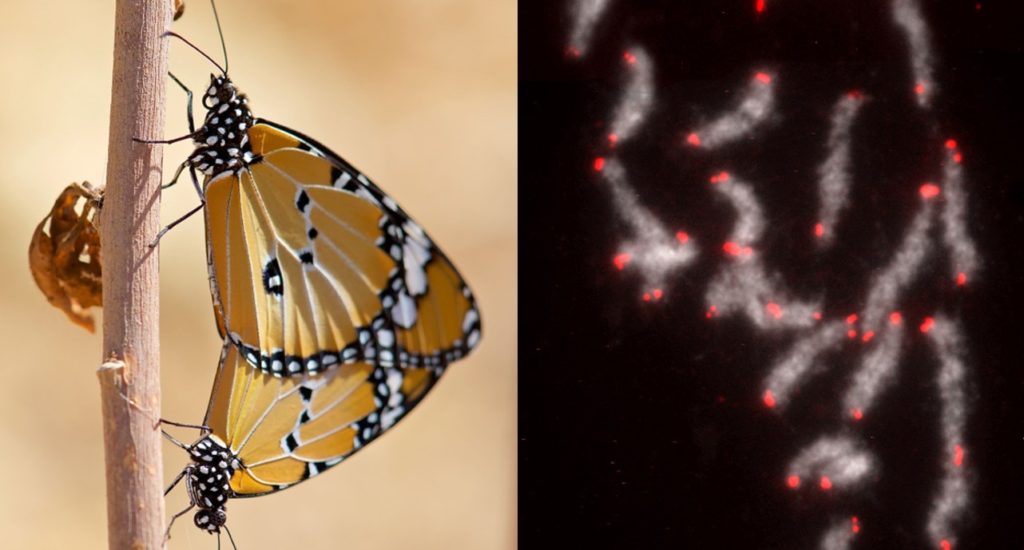 An image of two butterflies and a separate microscope image of butterfly chromosomes