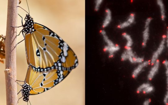 An image of two butterflies and a separate microscope image of butterfly chromosomes