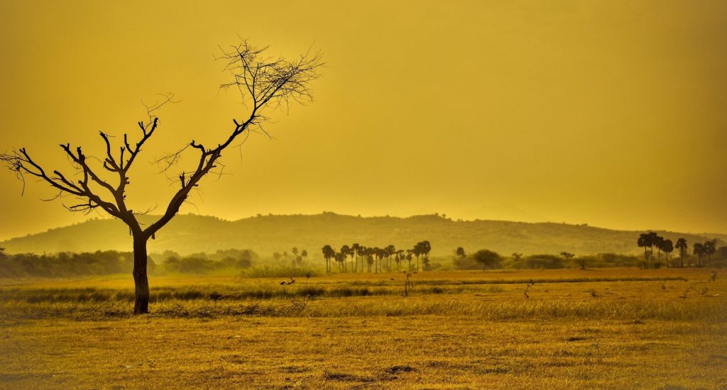 A dead-looking tree in a dry, barren landscape