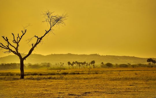 A dead-looking tree in a dry, barren landscape