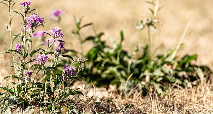 Small flowering plants growing beside parched grass