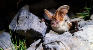 A brown long-eared bat