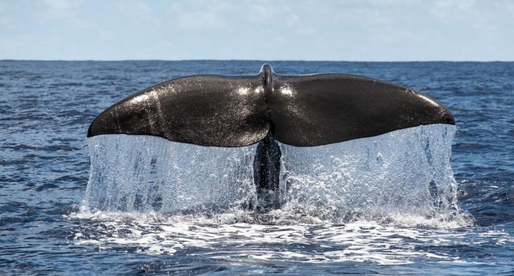 A whale's tail above the water as the whale dives