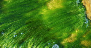 Sea-in the beauty of Seaweed