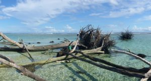 Uprooted trees lying on a beach