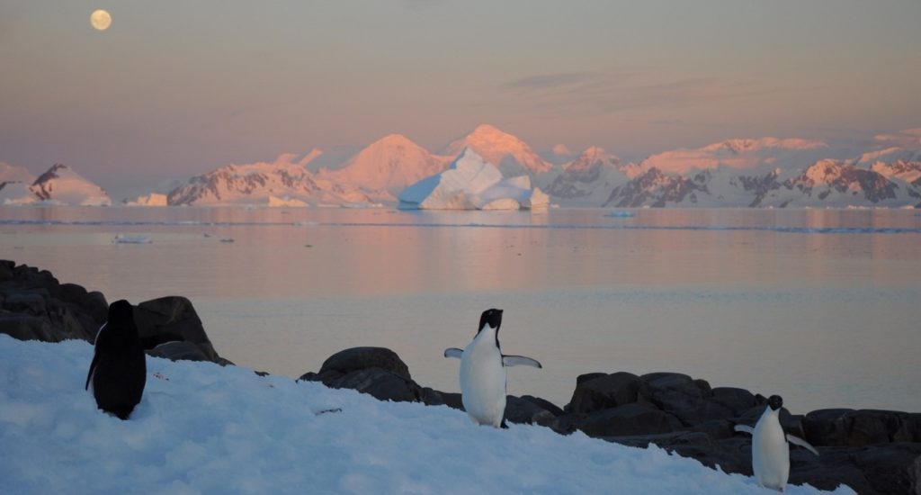 Penguins and a seal on icy ground beside the sea