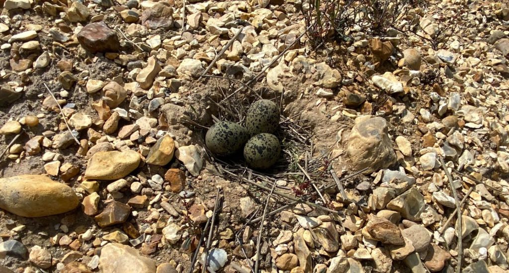 A nest containing three eggs. The nest and eggs are camouflaged - their colours similar to the mud and stones around them
