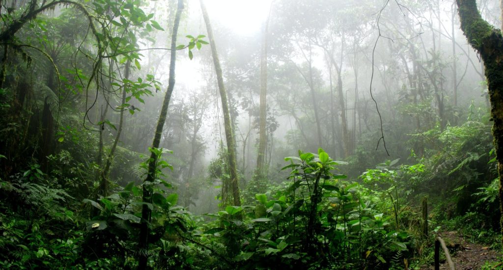 A misty forest scene