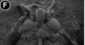 Insect fossil