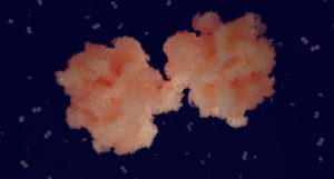 Ribosomes