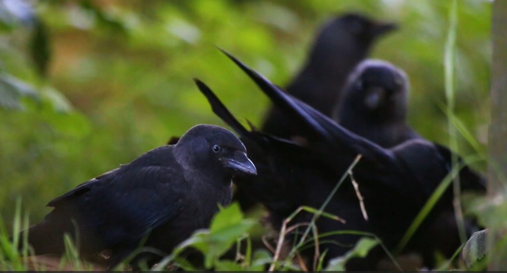 Four jackdaws standing on the ground