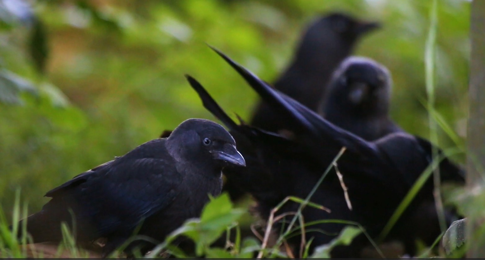 Jackdaws switch friends to gain food – but stick with family - News