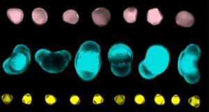 pollen image neww