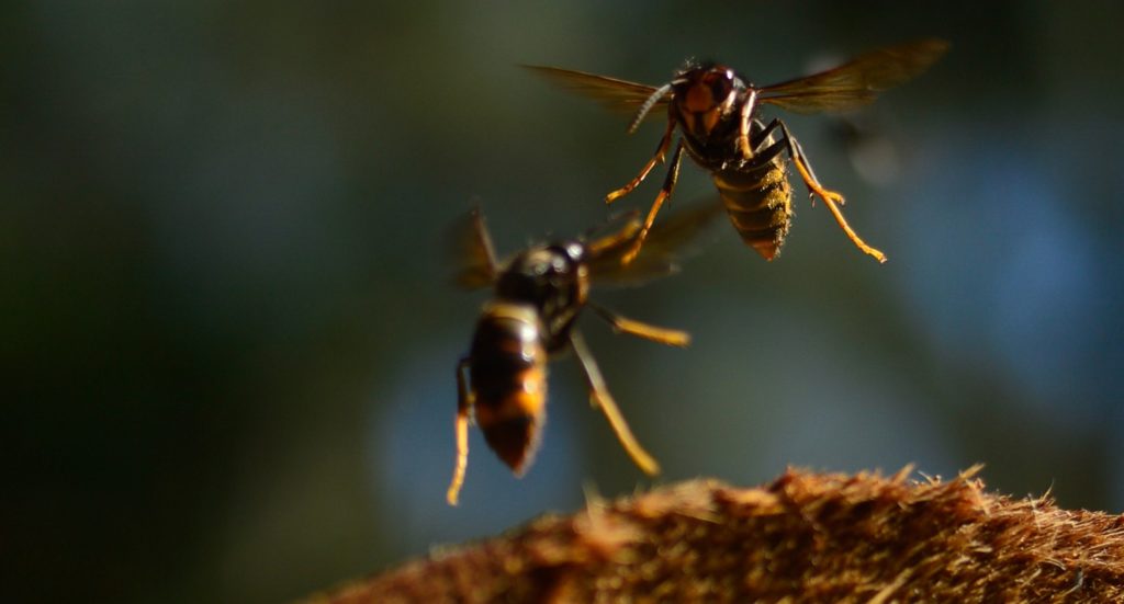 Two Asian hornets in flight