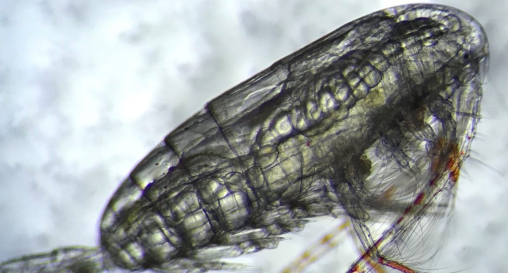 A close-up image of a copepod