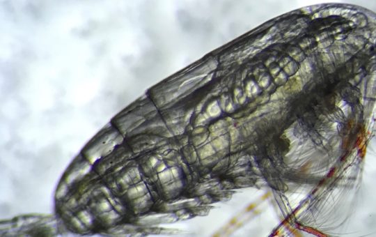 A close-up image of a copepod