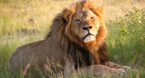 Flagship individuals can boost conservation