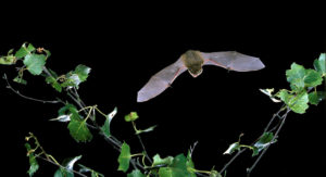 Common pipistrelle, pipistrellus pipistrellus