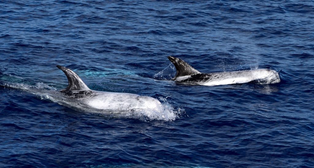 Two dolphins in the sea