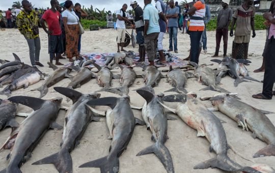 Sharks lined up on the ground, with people looking at them