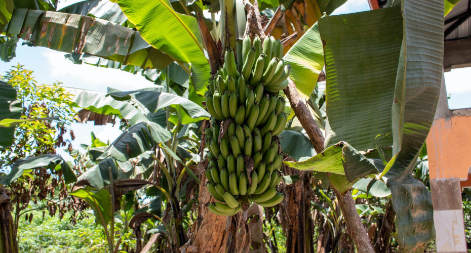 bananas, Dominican Republic