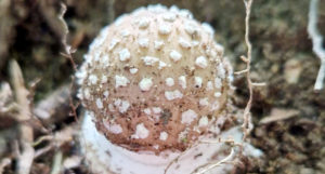 fungus