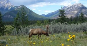 Cut emissions and improve farming to protect wilderness