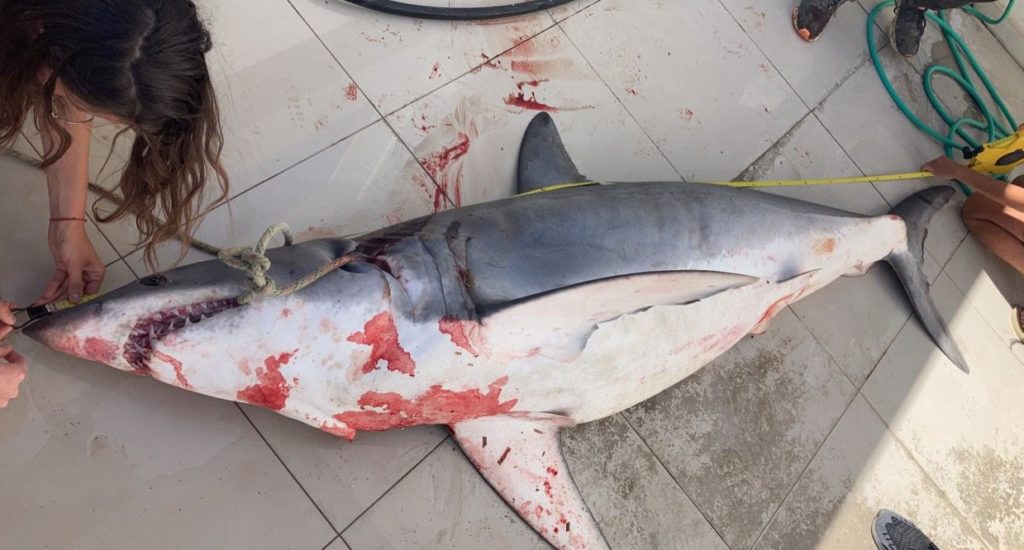 A dead shark lying on a tiled surface