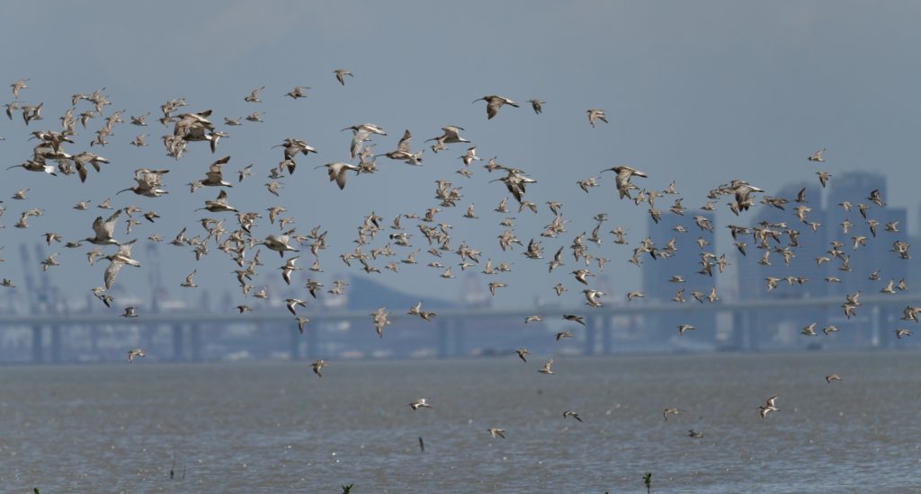 Hundreds of birds in flight