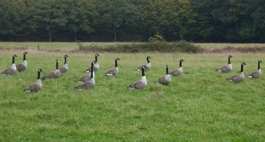 A flock of Canada geese standing in a field