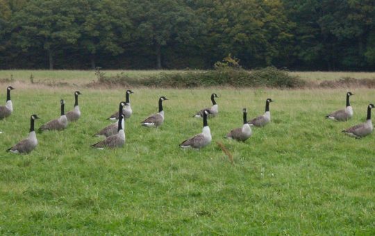 A flock of Canada geese standing in a field
