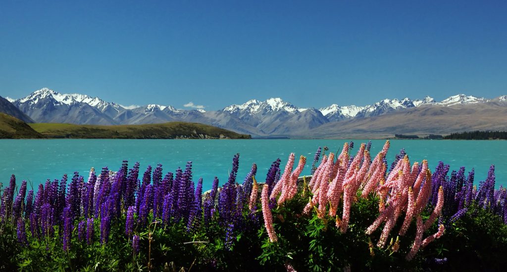 A row of flowers (lupins) with a mountain range visible in the background