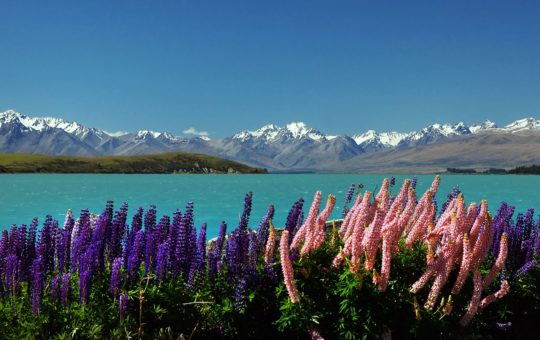 A row of flowers (lupins) with a mountain range visible in the background