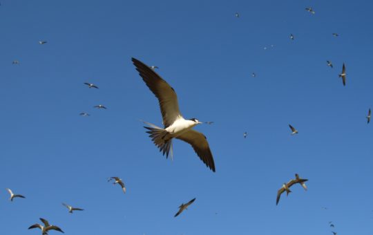 Numerous terns flying