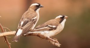 Two birds perching on a branch