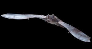A bat in flight