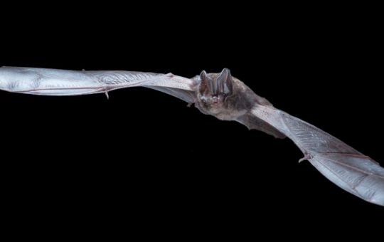 A bat in flight