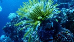 Marine ecosystem