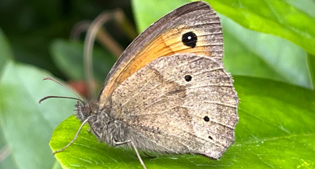 A female butterfly with three spots on its hindwing
