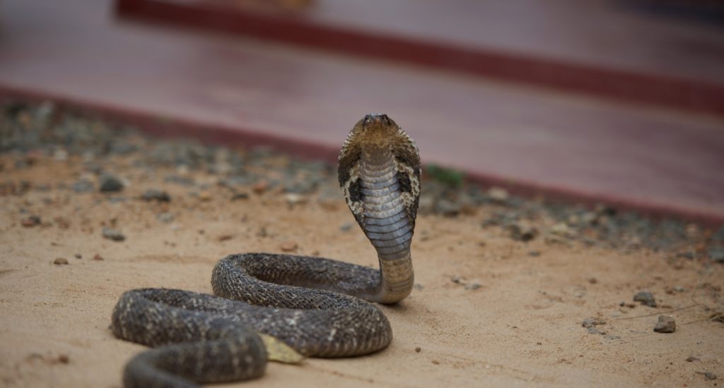 A cobra on the ground