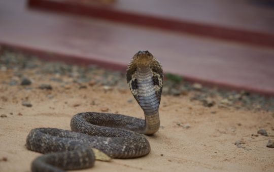 A cobra on the ground