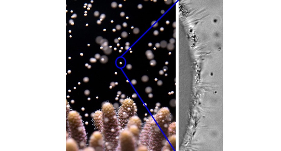 Scientists gain fresh insight into how coral larvae swim - News