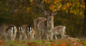 Fallow deer