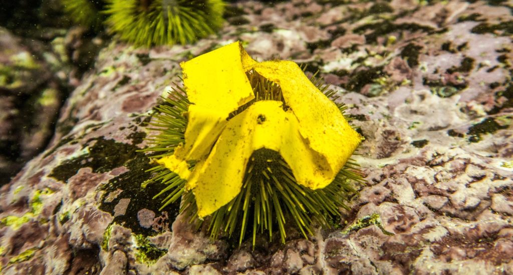 A sea urchin using electrician’s tape as 'camouflage'