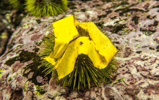 A sea urchin using electrician’s tape as 'camouflage'