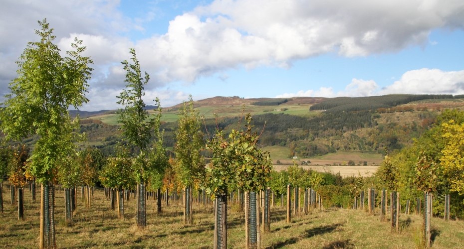 Agroforestry in Aberfeldy, Scotland.