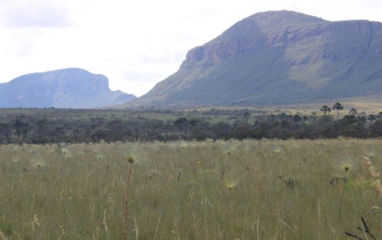 A large area of savanna with mountains visible in the background