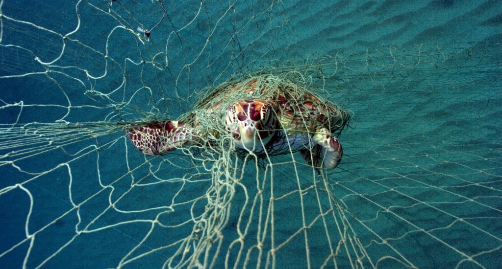 Lights on fishing nets can protect sea turtles - News